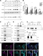 CDH11 Antibody in Western Blot, Immunoprecipitation (WB, IP)