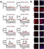 IL-1 beta Antibody in Immunocytochemistry (ICC/IF)