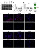 mTOR Antibody in Western Blot (WB)