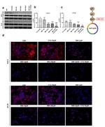 CDK2 Antibody in Western Blot (WB)