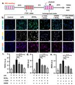 iNOS Antibody in Immunocytochemistry (ICC/IF)