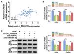 CPEB4 Antibody in Western Blot (WB)