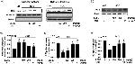 Nrf2 Antibody in Western Blot (WB)