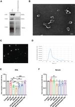 CD63 Antibody in Western Blot (WB)