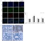 COX2 Antibody in Immunohistochemistry (IHC)