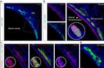 ACE2 Antibody in Immunohistochemistry (IHC)