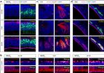 ACE2 Antibody in Immunohistochemistry (IHC)