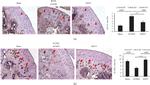 IL-17A Antibody in Immunohistochemistry (IHC)