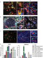 Mist1 Antibody in Immunocytochemistry (ICC/IF)