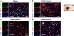 JMJD3 Antibody in Immunohistochemistry (Frozen) (IHC (F))