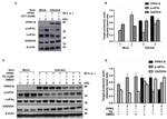 GADD34 Antibody in Western Blot (WB)