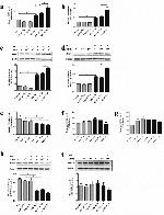 DSPP Antibody in Western Blot (WB)