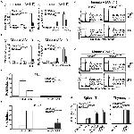 CD1d Antibody in Flow Cytometry (Flow)