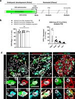 Insulin Antibody in Immunocytochemistry (ICC/IF)