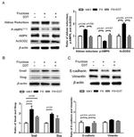 Phospho-AMPK alpha-1,2 (Thr183, Thr172) Antibody in Western Blot (WB)