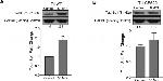 SP1 Antibody in Western Blot (WB)