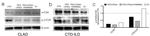 beta Actin Antibody in Western Blot (WB)