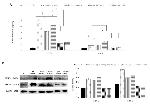 MMP9 Antibody in Western Blot (WB)