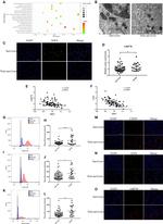 CHOP Antibody in Immunocytochemistry, Flow Cytometry (ICC/IF, Flow)