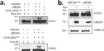 UBE2W Antibody in Western Blot (WB)