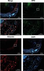 Epo Antibody in Immunohistochemistry (Paraffin) (IHC (P))