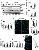 MYOD Antibody in Western Blot, Immunocytochemistry (WB, ICC/IF)