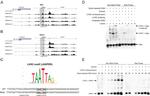 LHX2 Antibody in Gel Shift (GS)