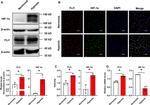 FLI1 Antibody in Western Blot (WB)