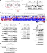 ETV1 Antibody in Western Blot (WB)