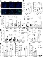 Myeloperoxidase Antibody in Immunohistochemistry (IHC)