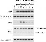 SREBP1 Antibody in Western Blot (WB)