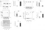 DSPP Antibody in Western Blot (WB)