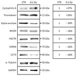 CCT3 Antibody in Western Blot (WB)