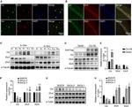 CIC Antibody in Western Blot (WB)