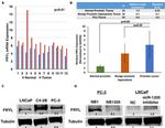 FRYL Antibody in Western Blot (WB)