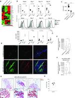 CXCL16 Antibody in Immunohistochemistry (IHC)