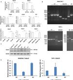 HDAC9 Antibody in Western Blot (WB)