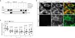 Ankyrin B Antibody in Immunohistochemistry (IHC)