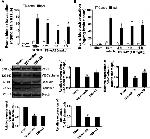 VE-cadherin Antibody in Western Blot (WB)