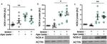 iNOS Antibody in Western Blot (WB)