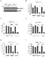 BRCA1 Antibody in ChIP Assay (ChIP)