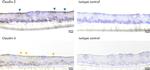 Claudin 3 Antibody in Immunohistochemistry (IHC)