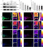 PPAR alpha Antibody in Western Blot, Immunohistochemistry (WB, IHC)