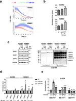 SRSF3 Antibody in Western Blot (WB)