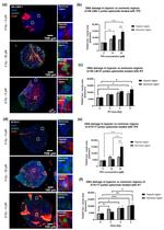 Carbonic Anhydrase IX Antibody in Immunocytochemistry (ICC/IF)