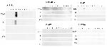 APS Antibody in Western Blot (WB)