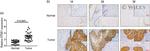 GTSE1 Antibody in Immunohistochemistry (IHC)