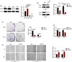 GTSE1 Antibody in Western Blot (WB)