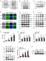 STAT1 Antibody in Western Blot (WB)