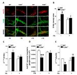 HuC/HuD Antibody in Immunohistochemistry (IHC)